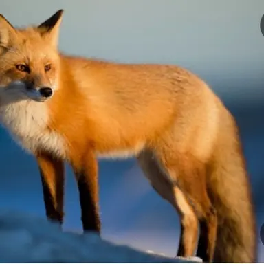 Profile image of 여우