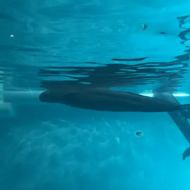 Profile image of ゆめ