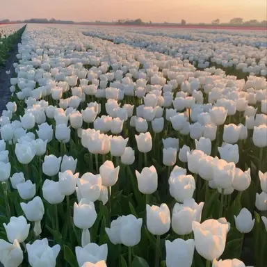 Profile image of 행크