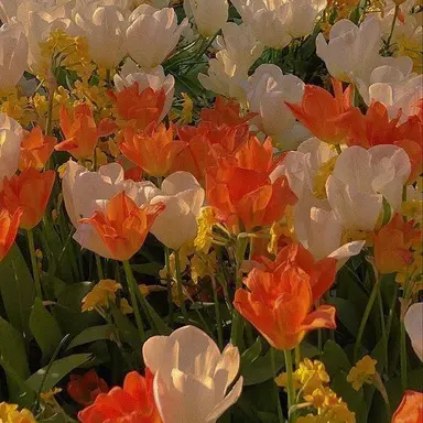 Profile image of 코마