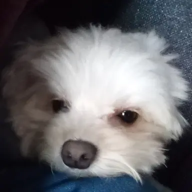 Profile image of BURIKO .