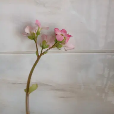 Profile image of 싸이코드 학창시절