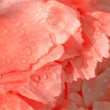 Profile image of 교쿠요 비