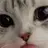 냥냥이