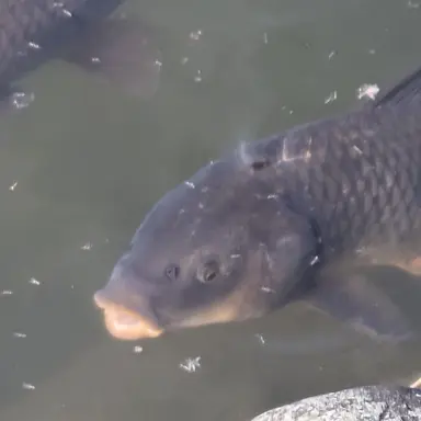 Profile image of ブリ子