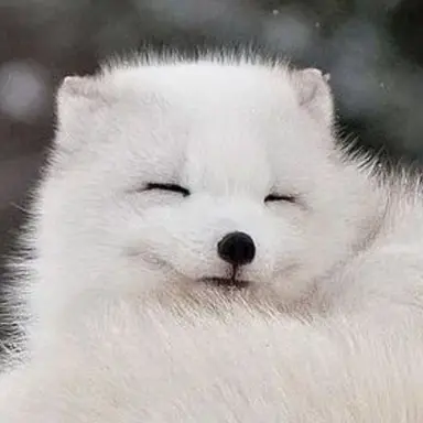 Profile image of 옹주