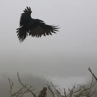 Profile image of 한아