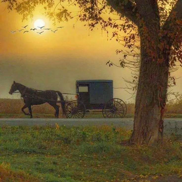 Petalwyrd의 Amish Boy