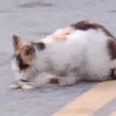 Profile image of 싸이코드