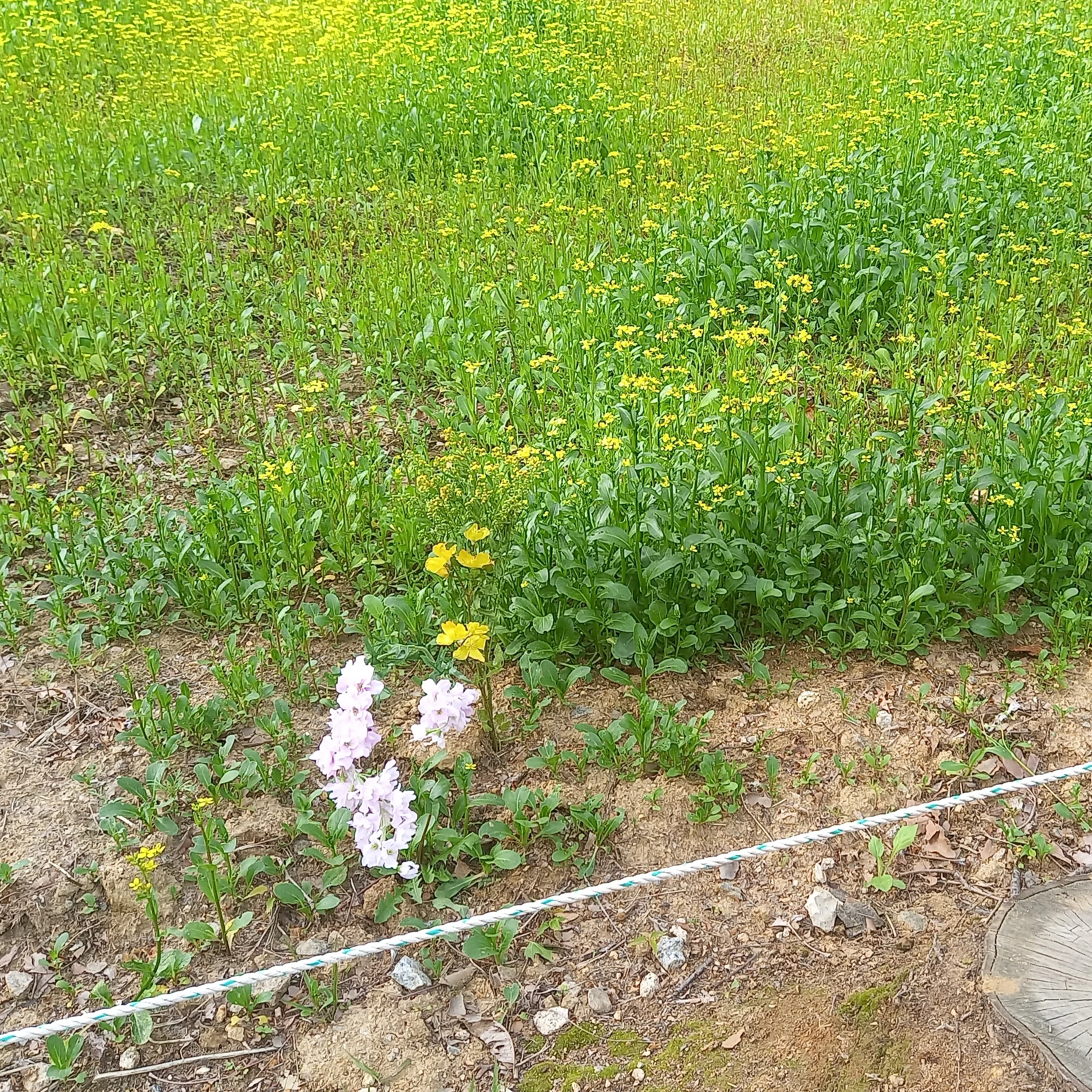 권지용
