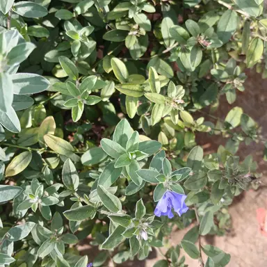 Profile image of 평학