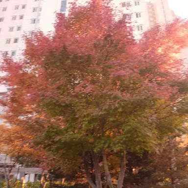 Profile image of 모양몬