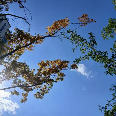 Profile image of 슈아