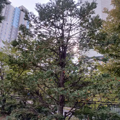 Profile image of 당찬