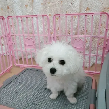 Profile image of 여우