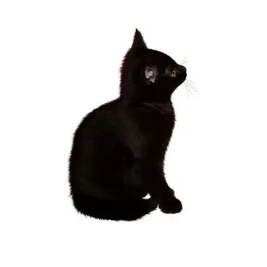 Profile image of カンミン
