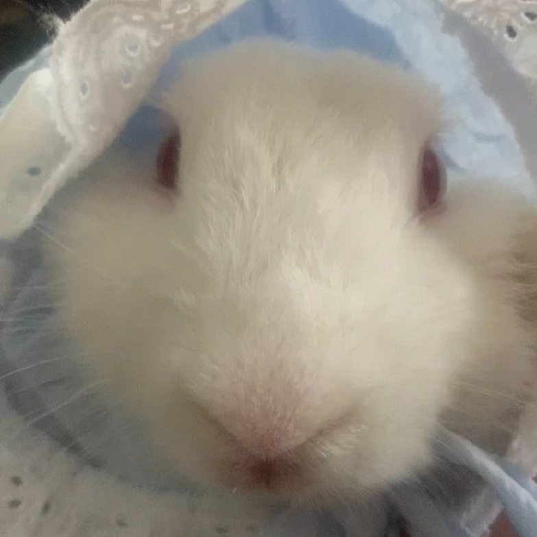 토토