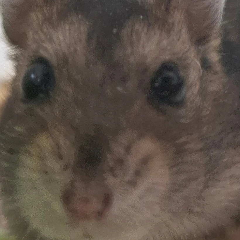 솜이