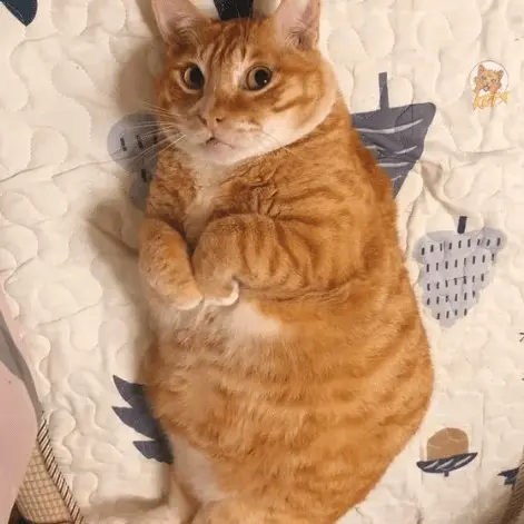 Zero_emperror의 뚱냥이