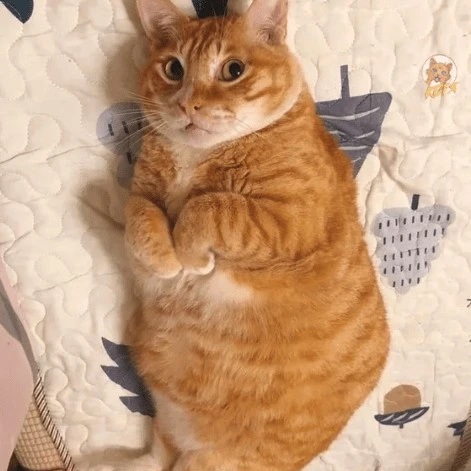 뚱냥이