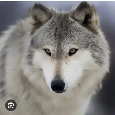 Profile image of 늑대