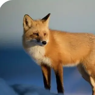 Profile image of 여우