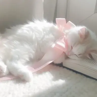 Profile image of 고양이가 되어보세요