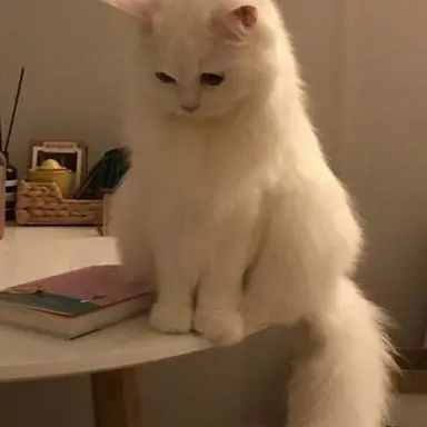 Profile image of Seol-i