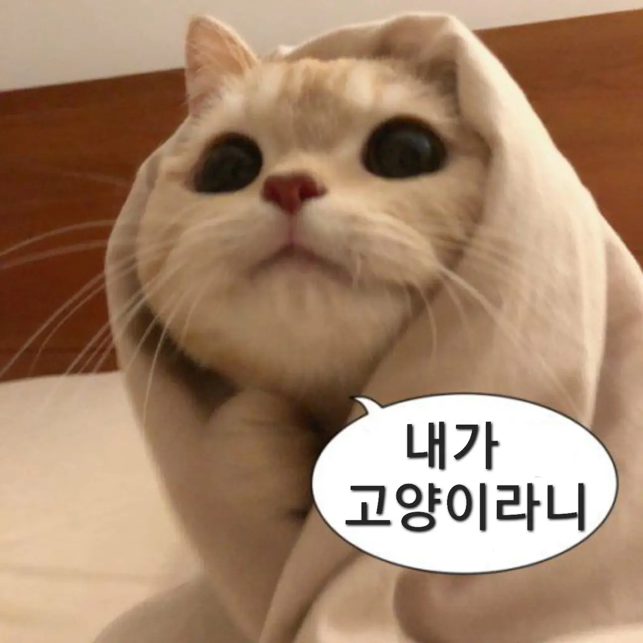DAAAN의 키보토스의 고양이 선생님!