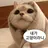키보토스의 고양이 선생님!