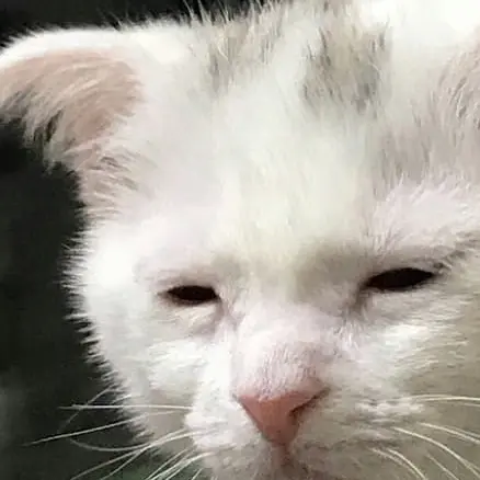 BrassyPlane1280의 키보토스의 고양이 선생님!