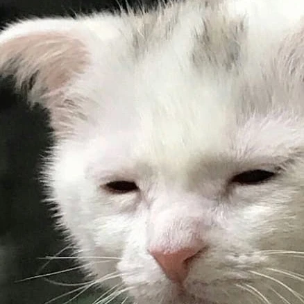 키보토스의 고양이 선생님!