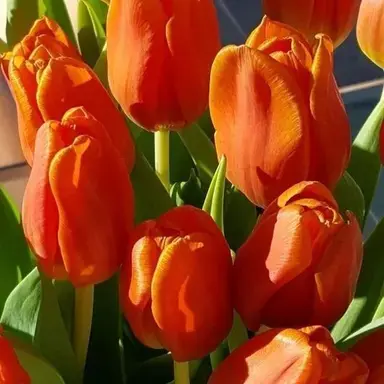 Profile image of 박덕개