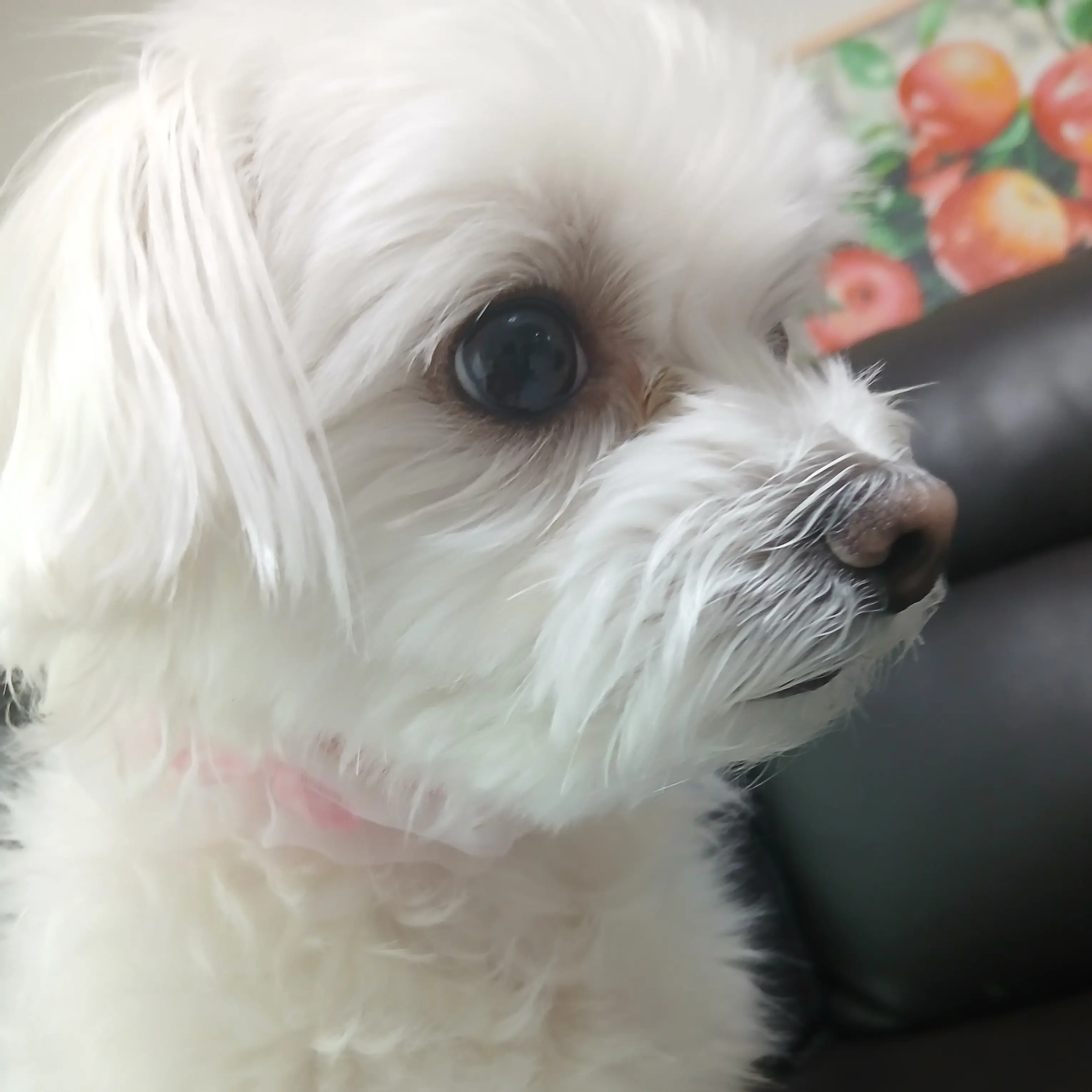 PainedSheep4554의 말하는 강아지