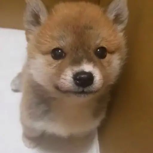 KamimuraHina의 子犬くん