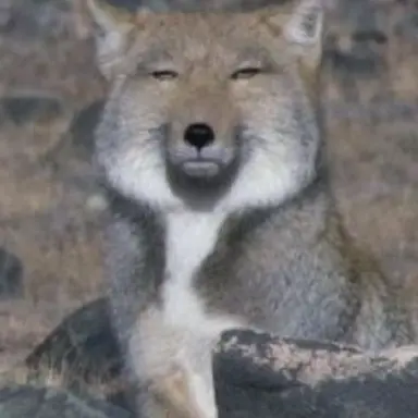 Profile image of 여우