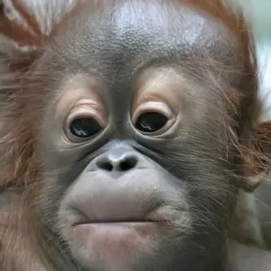 Profile image of 여우