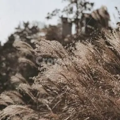 Profile image of 준브레드