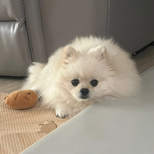 별이
