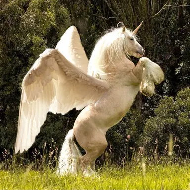 Profile image of Aliso Bow