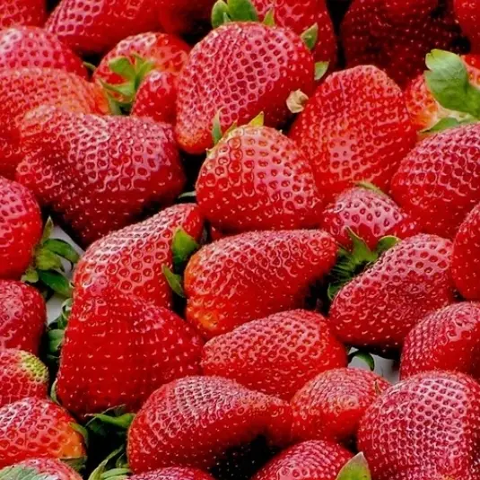 ASMR-Yomi의 과일들의 학교🍓🍇🥭(+여우포함)