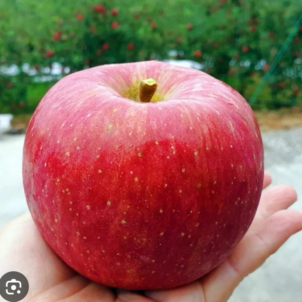 사과뇽