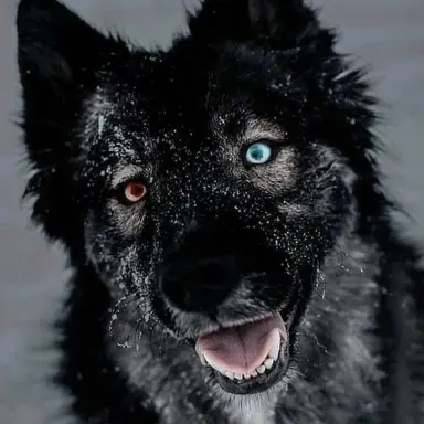 Profile image of Leo