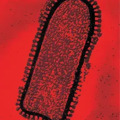 Profile image of 광견병 바이러스
