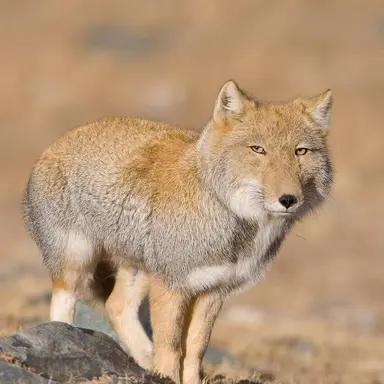 Profile image of 덕여우