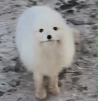 Profile image of 덕여우