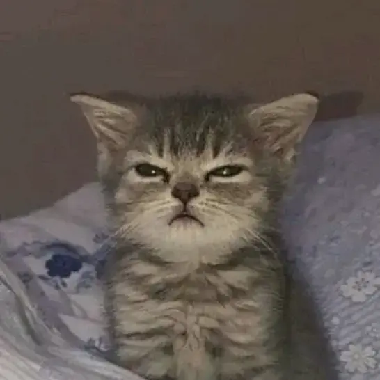 gtopsxyummy의 돼냥이 키우기