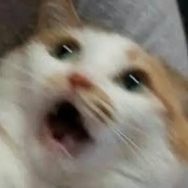 Profile image of 앵고앵