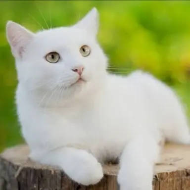 Profile image of 쵸이
