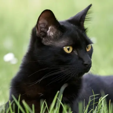 Profile image of 카뭉이